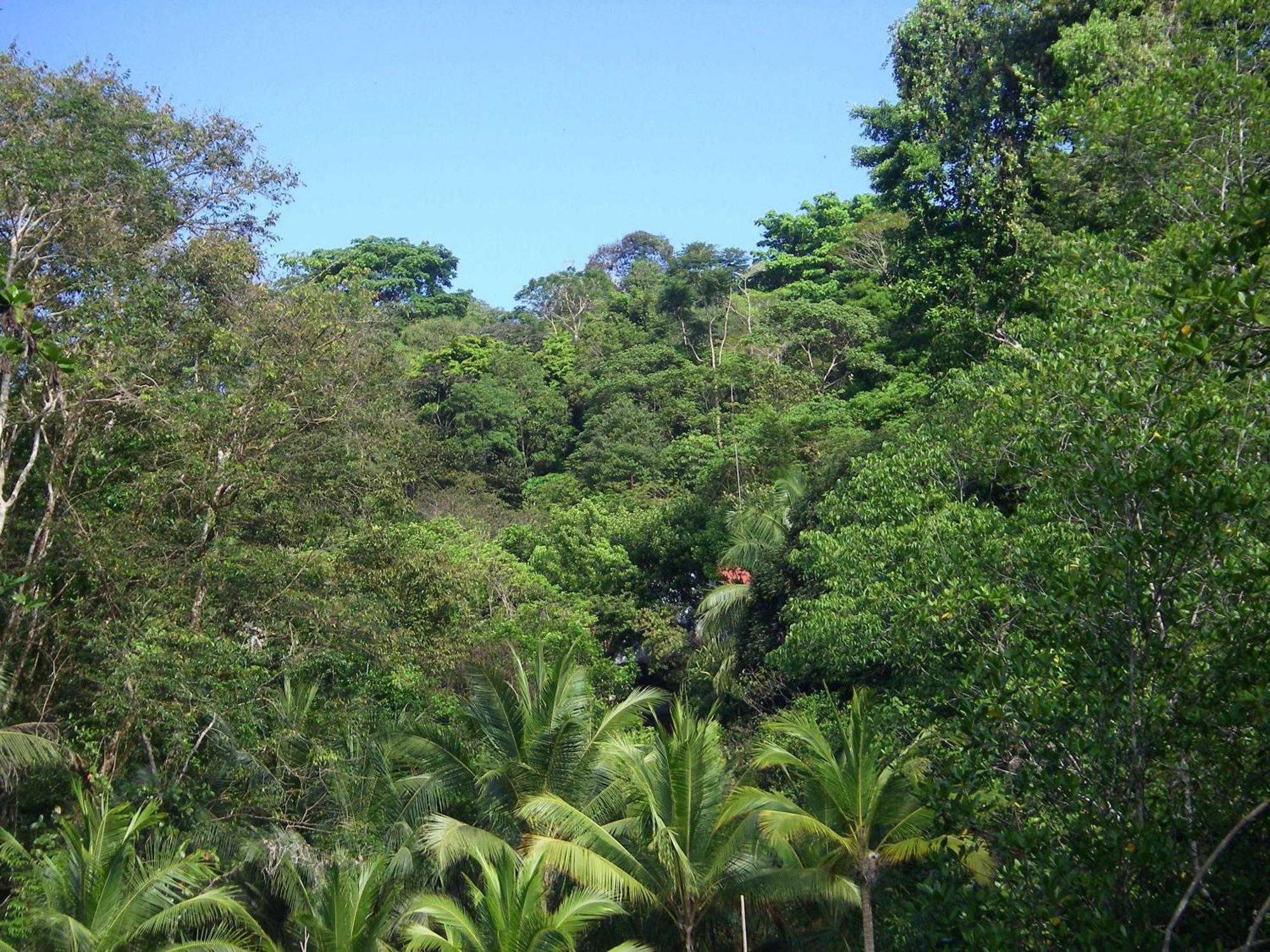 Isla Violin Eco-Lodge Drake Bay Exterior photo